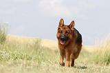 BERGER ALLEMAND 784
